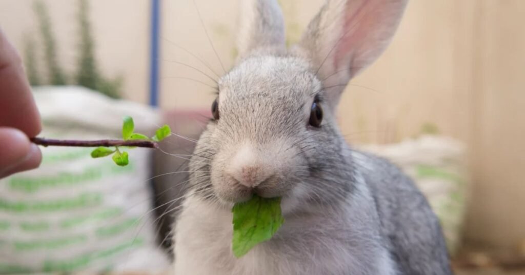 Can Rabbit Eat Basil 