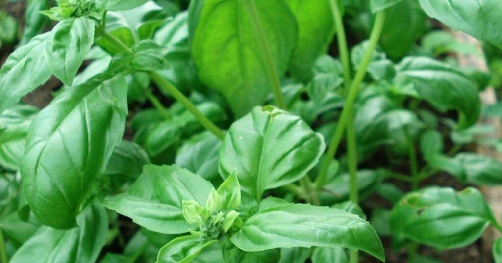 Can Rabbit Eat Basil 