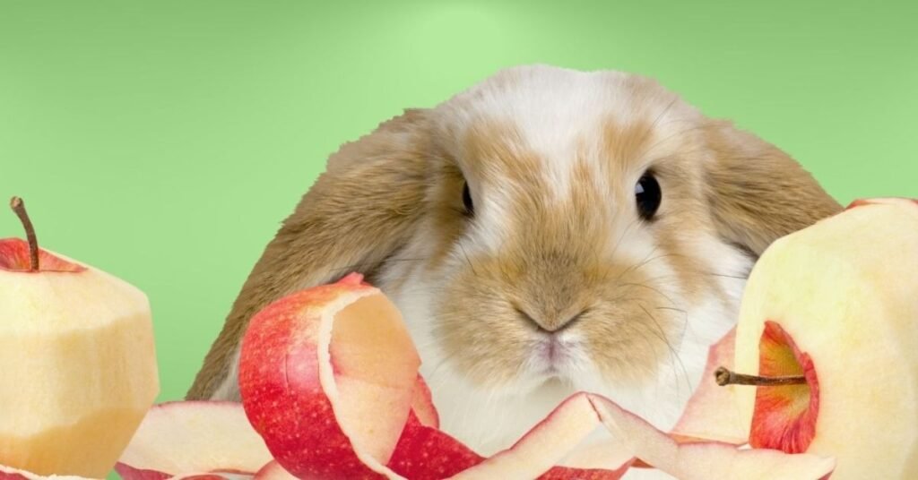 Can Rabbits Eat Oranges