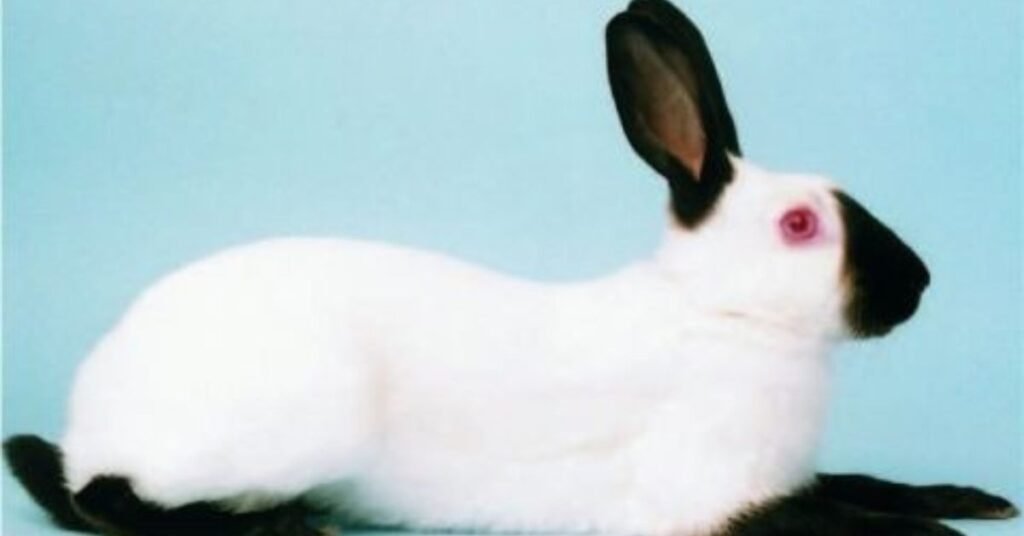 Himalayan Rabbits