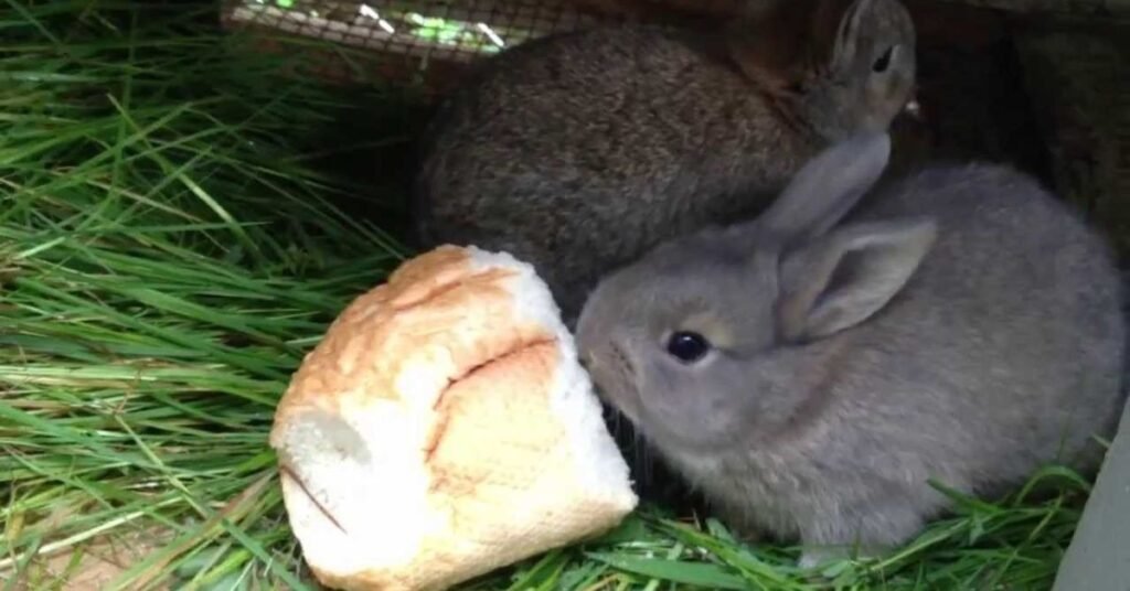 Can Rabbits Eat Bread