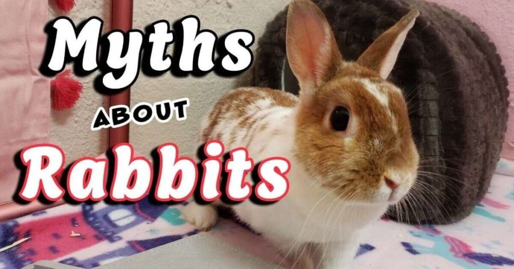 Can Rabbits Eat Bread
