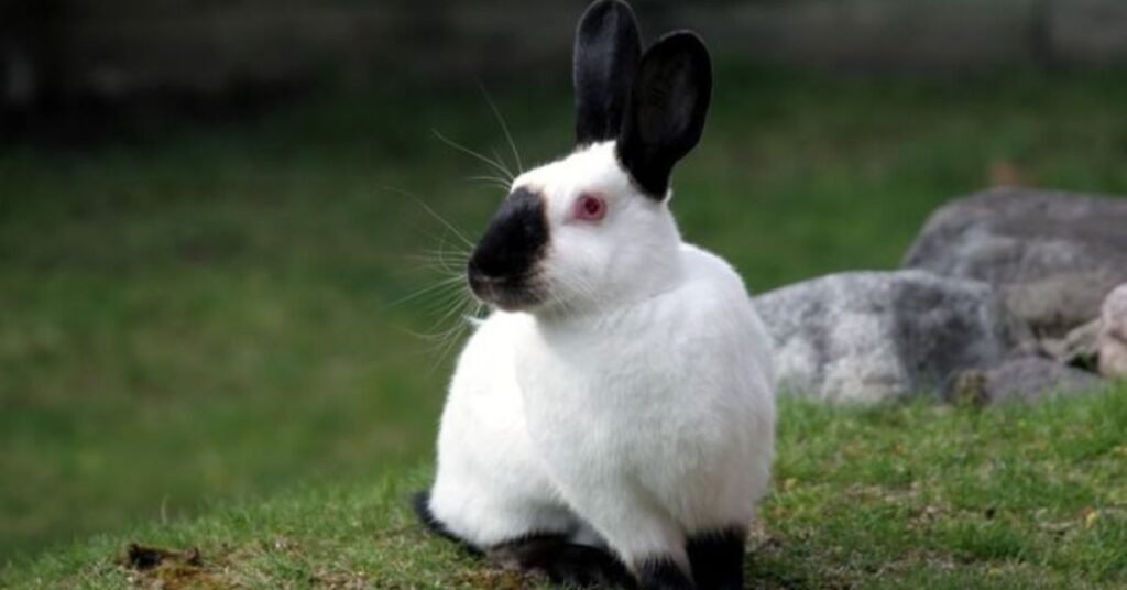 Himalayan Rabbits