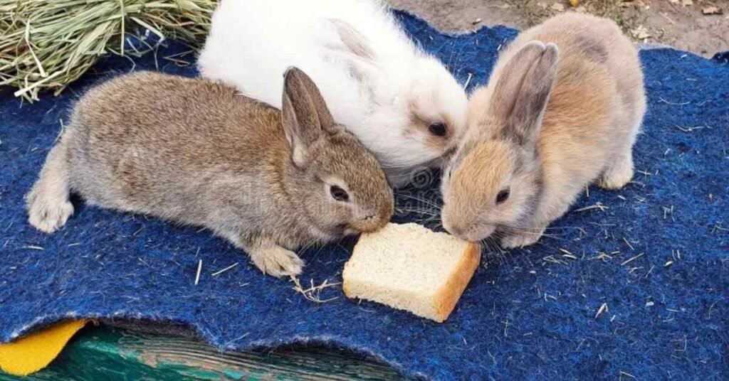 Can Rabbits Eat Bread
