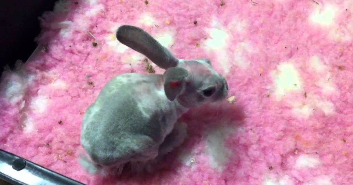 Hairless Rabbit| Complete and Easy Care Guide