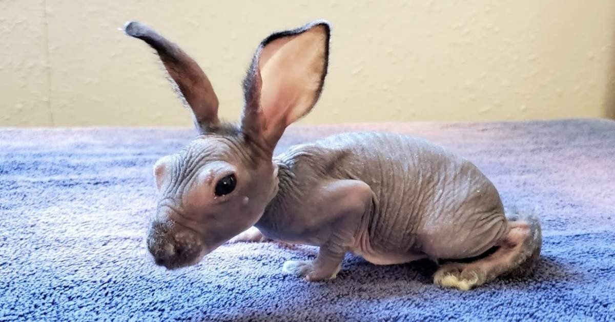 Hairless Rabbit| Complete and Easy Care Guide