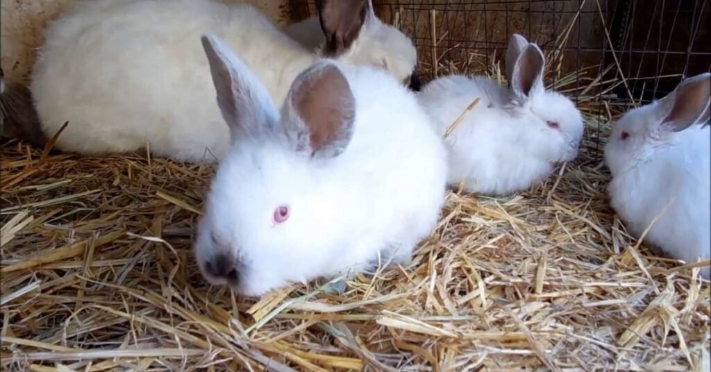 Rabbit Breeds Californian