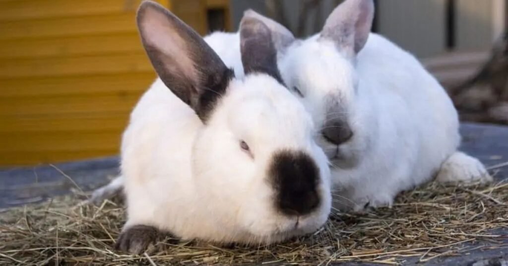 Rabbit Breeds Californian