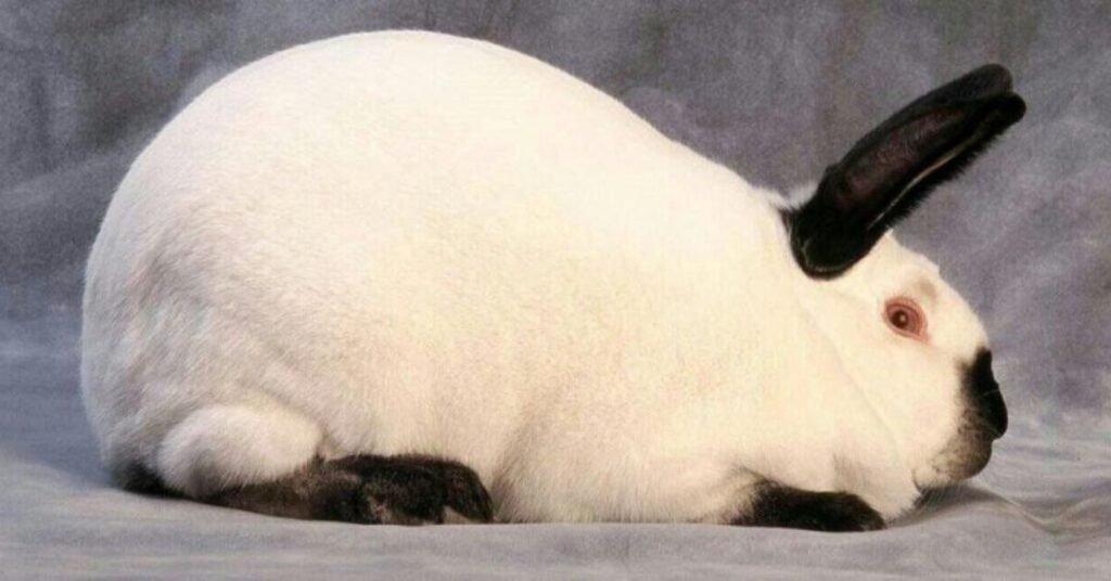 Rabbit Breeds Californian