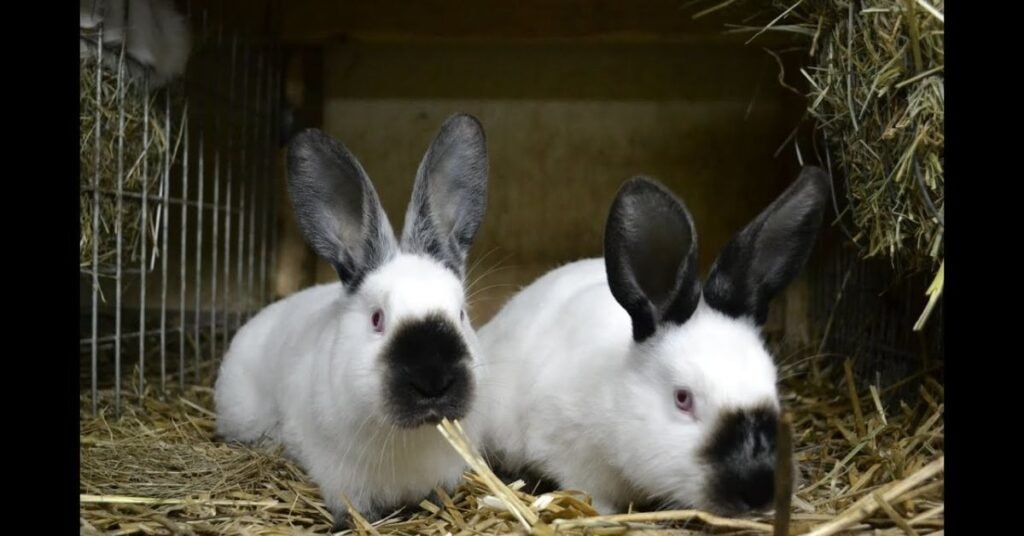 Himalayan Rabbits