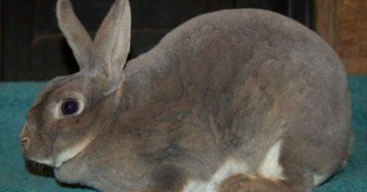 Nutria Rex Rabbit Rex Standard Rabbit| Your Complete Care Guide
