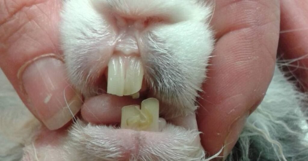 Rabbit Teeth