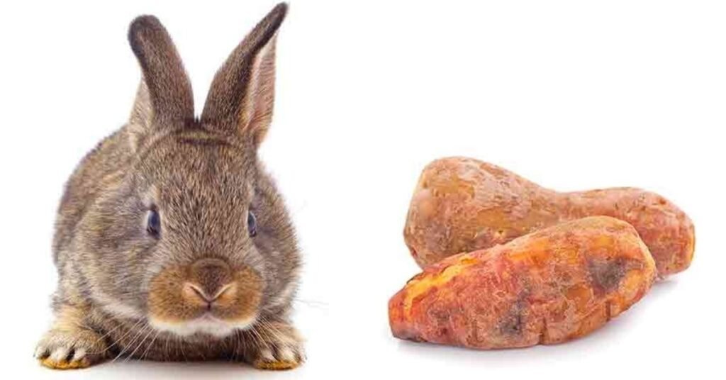 Can rabbit eat potatoes