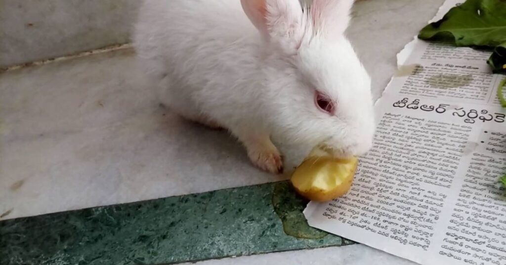 Can rabbit eat potatoes