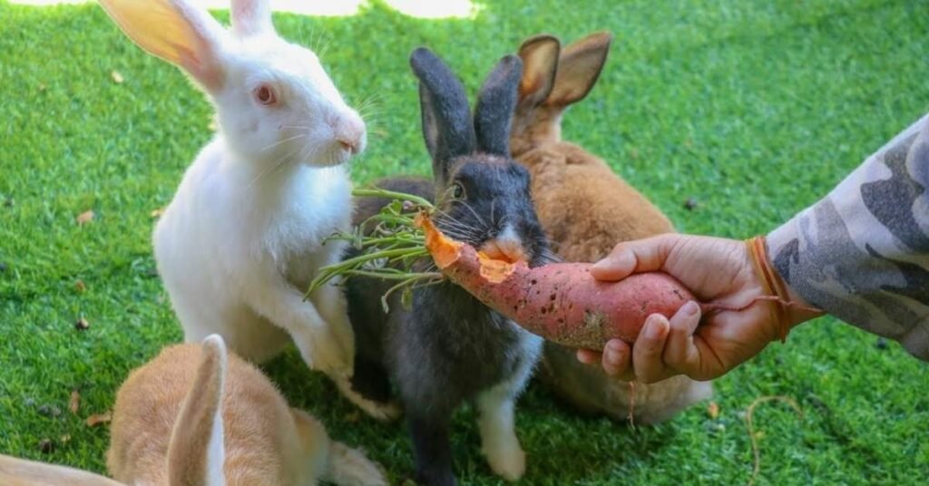 Can rabbit eat potatoes