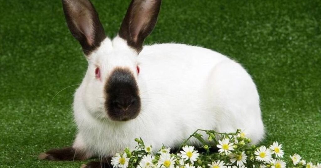 Himalayan Rabbits