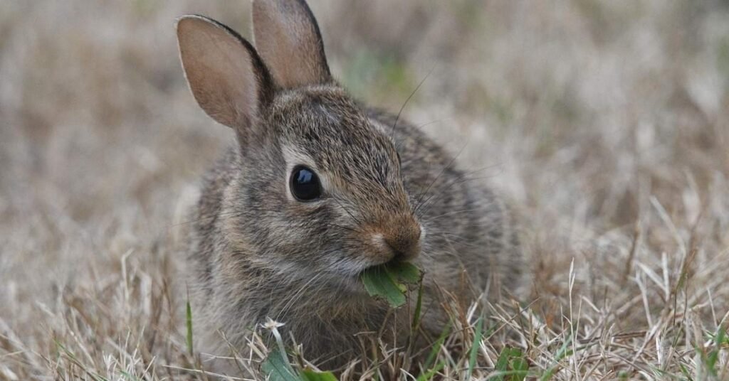 Can Rabbits Eat Radishes