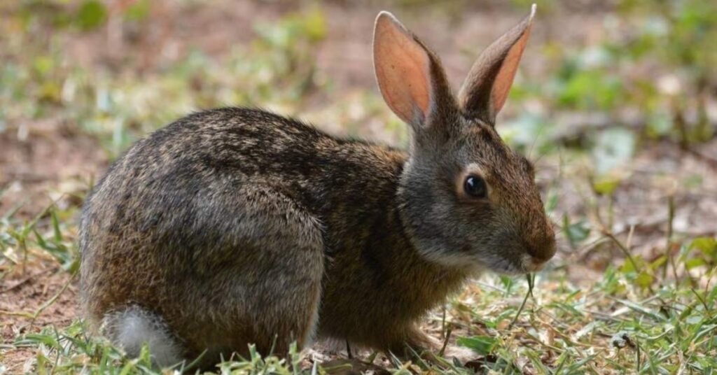 Swamp Rabbit