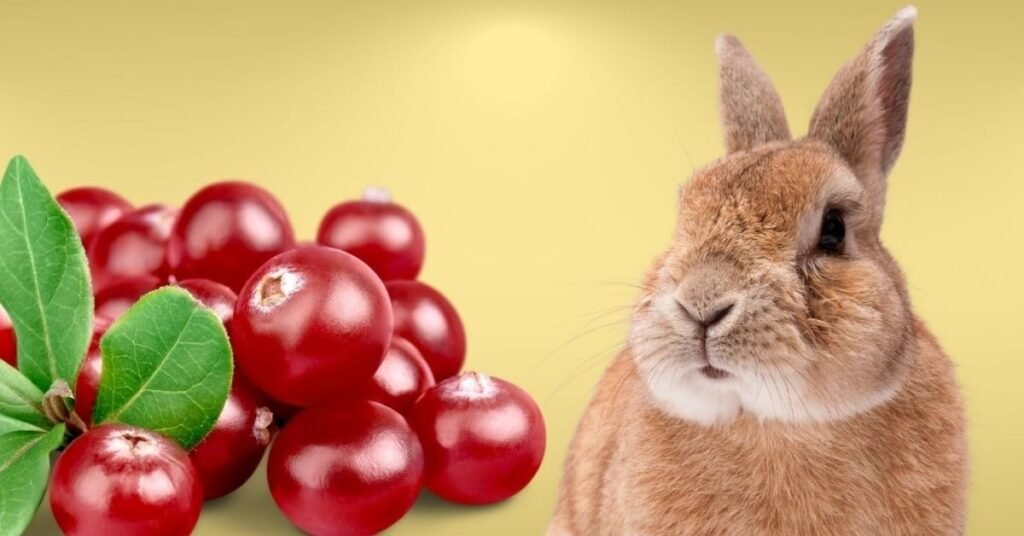Can Rabbits Eat Raspberries