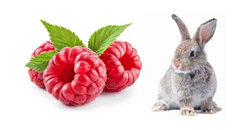 Can Rabbits Eat Raspberries