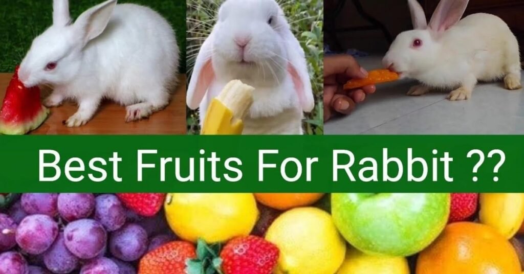Can Rabbits Eat Raspberries