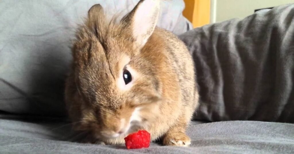 Can Rabbits Eat Raspberries