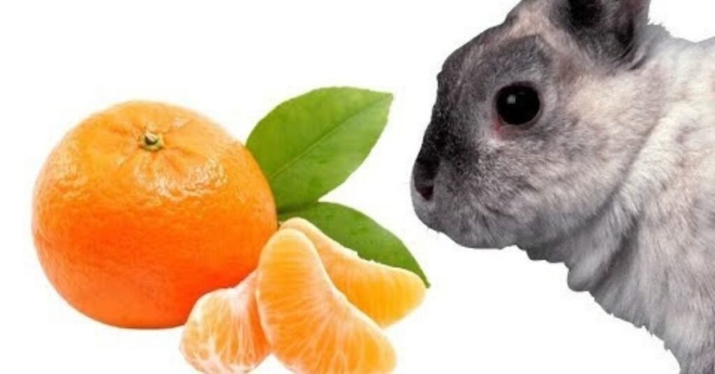 Can Rabbits Have Oranges