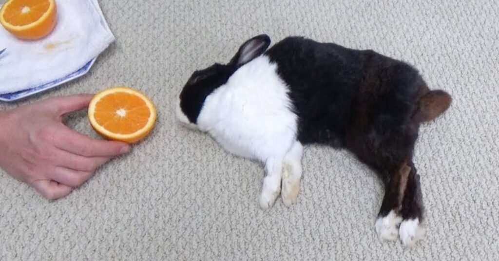 Can Rabbits Have Oranges