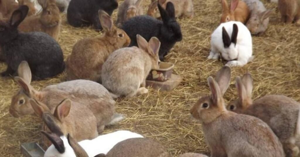 Rabbit Rabbit Rabbit