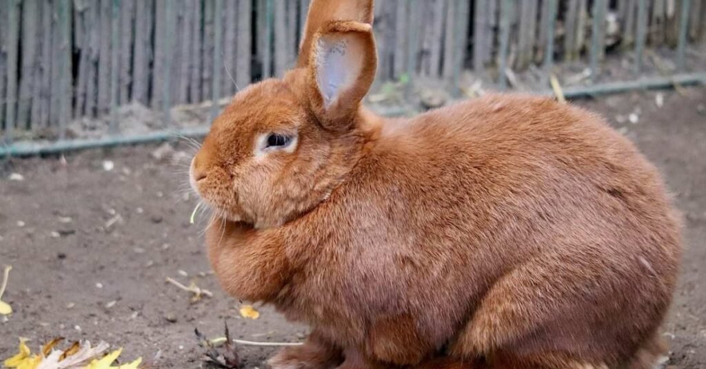 Rabbit Rabbit Rabbit