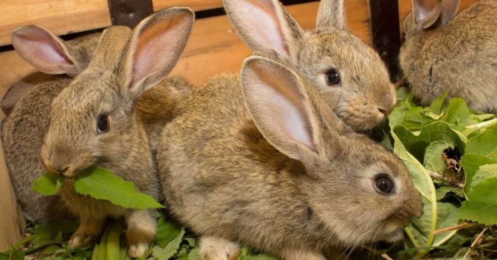Can Rabbits Eat Arugula