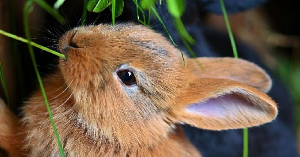 Can Rabbits Eat Arugula