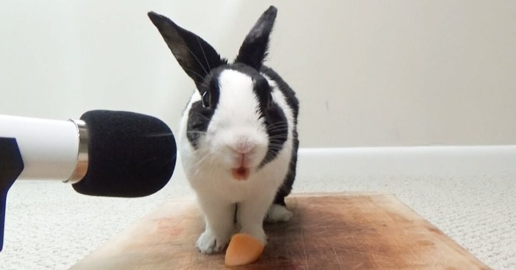 Can Rabbits Eat Cantaloupe