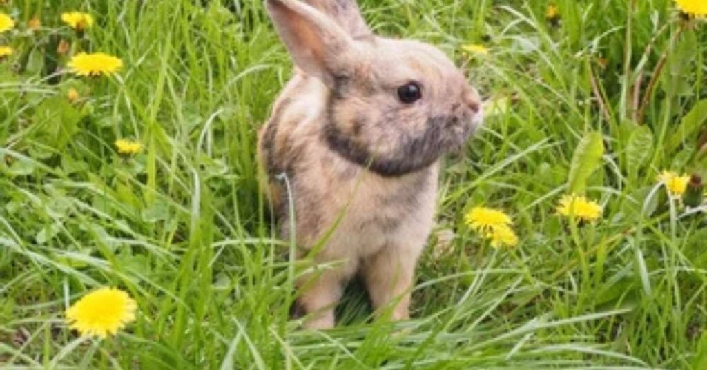 Can Rabbits Eat Dandelions