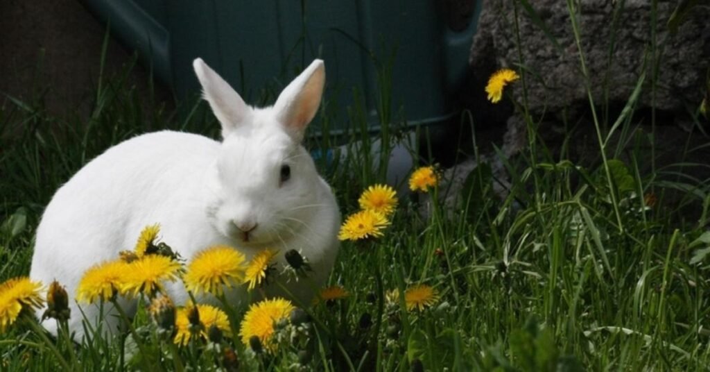 Can Rabbits Eat Dandelions