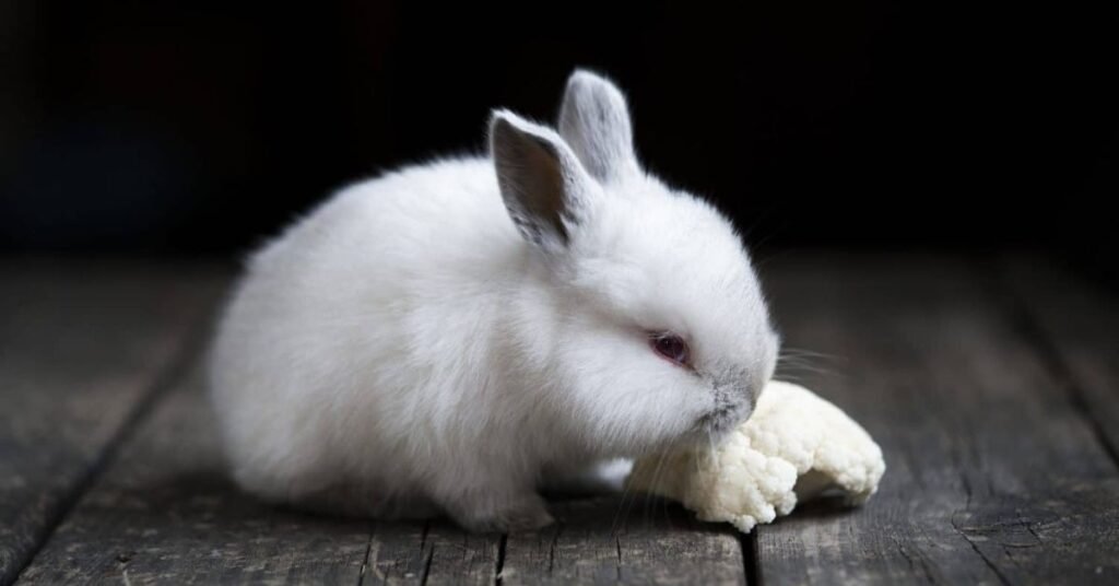 Can Rabbits Have Cauliflower