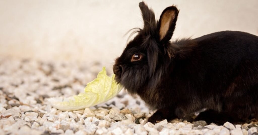 Can Rabbits Have Cauliflower