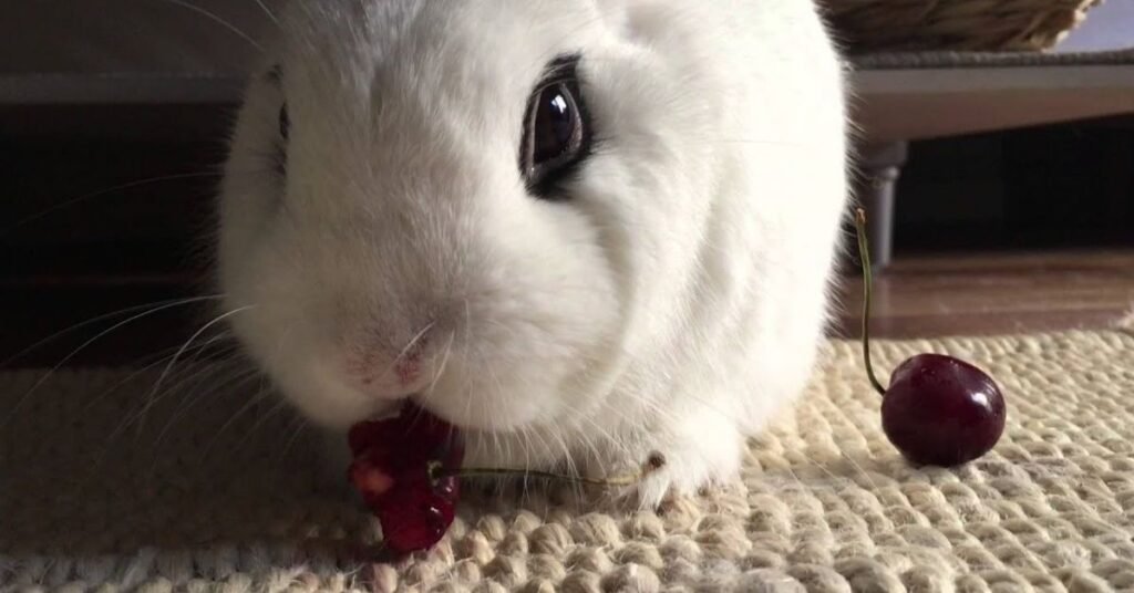 Can Rabbits Have Cherries