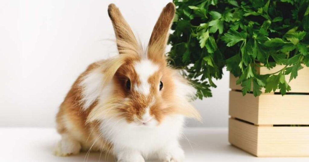 Can Rabbits Have Parsley