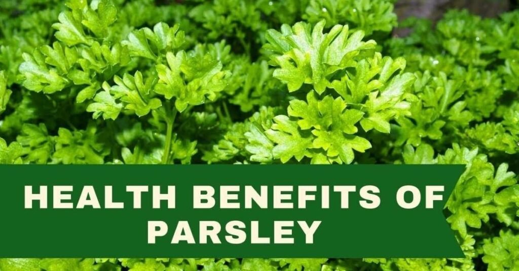 Can Rabbits Have Parsley