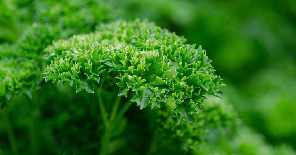 Can Rabbits Have Parsley