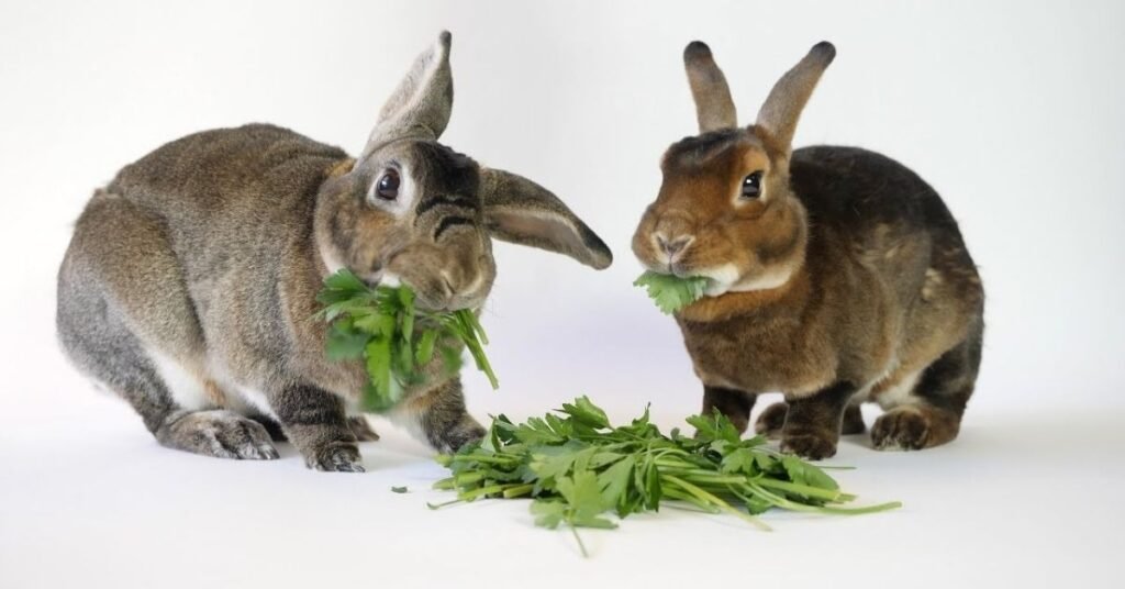 Can Rabbits Have Parsley