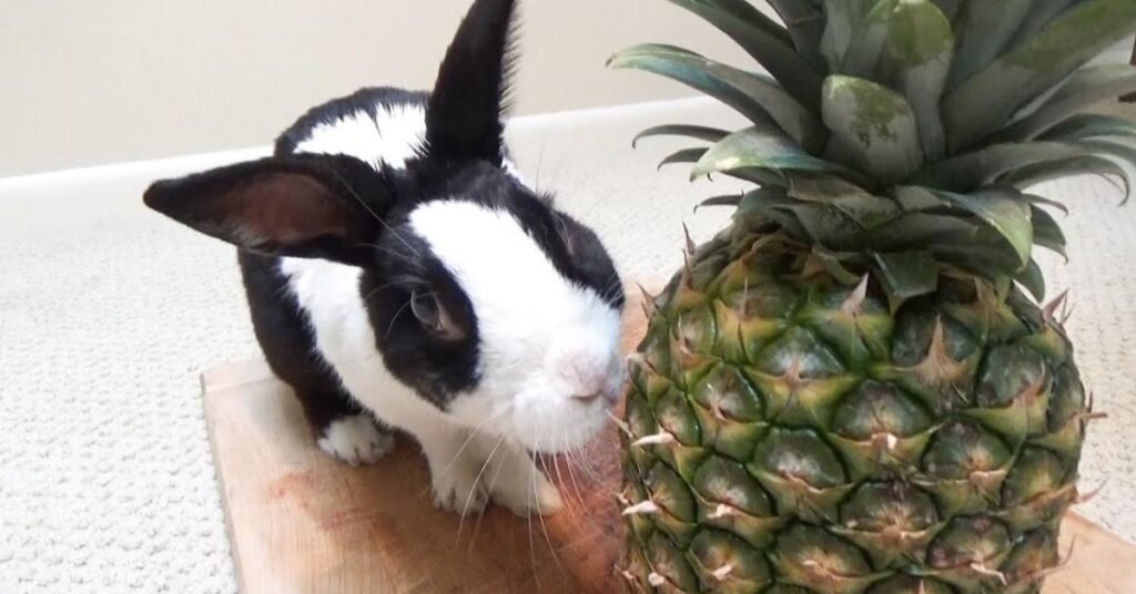 Can Rabbits Have Pineapple 