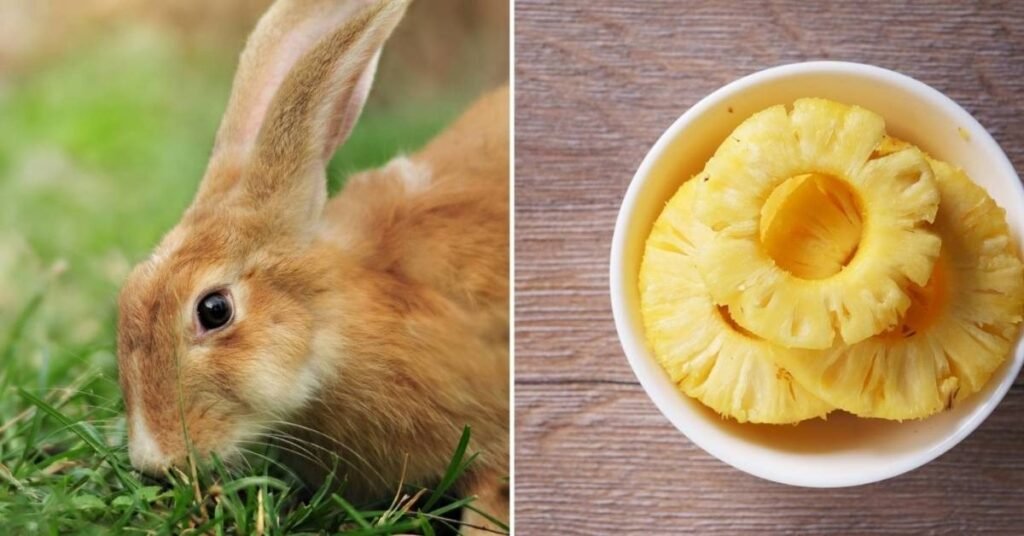 Can Rabbits Have Pineapple 