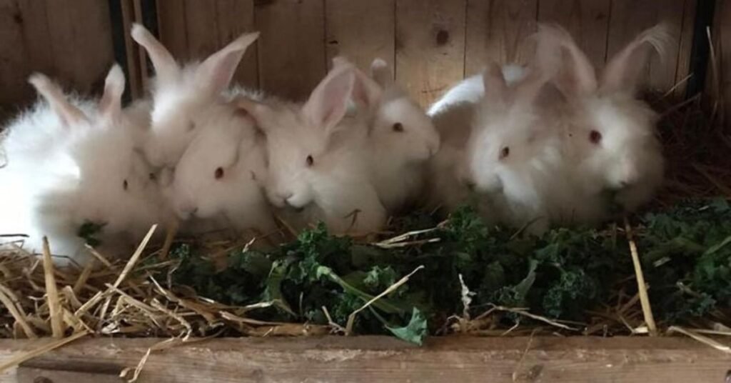 English Angora Rabbits