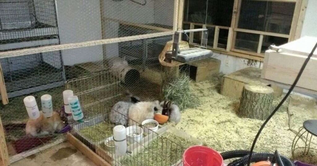 English Angora Rabbits