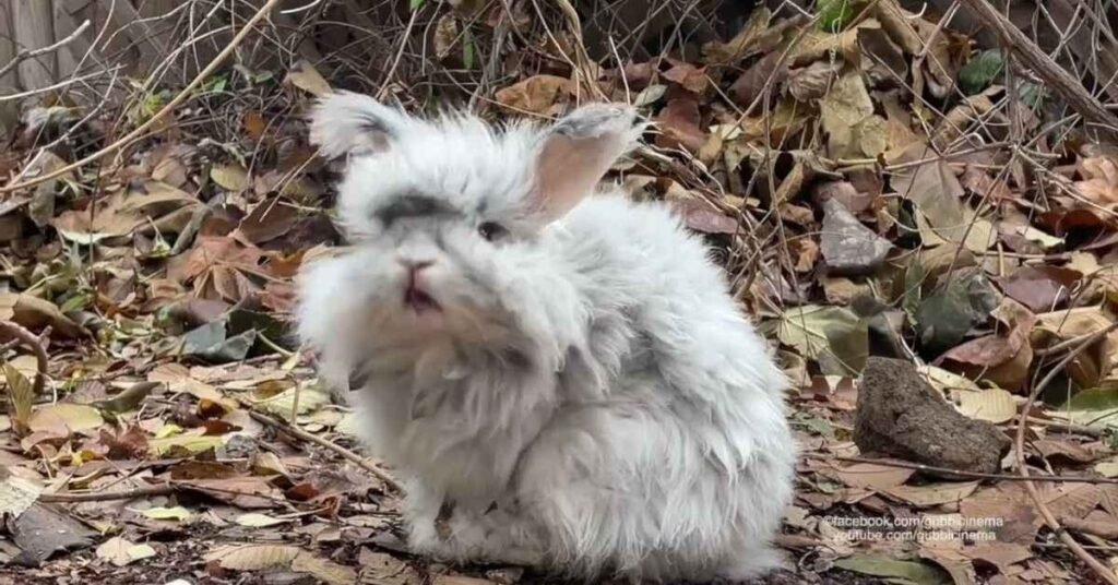 English Angora Rabbits