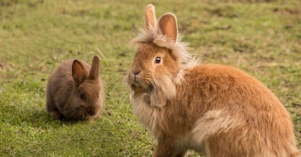 lion's mane rabbit