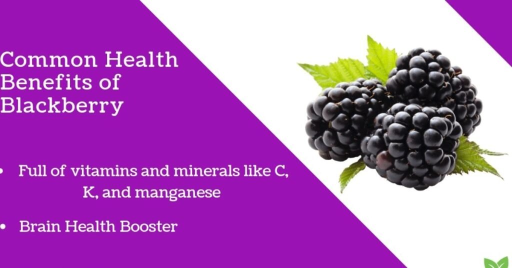 Can Rabbits Eat Blackberries