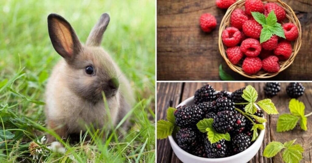 Can Rabbits Eat Blackberries